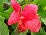 Цветок канна сорта Тропикал Роуз